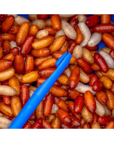 Wypychacz Narzędzie Do Zakładania Przynęt Preston Bander/Disgorger Twin Pack 2szt.